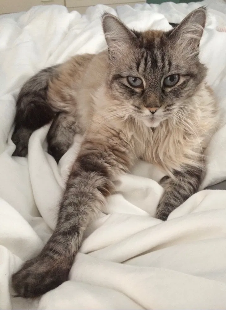 Lost cat in Tulsa, OK, 74133