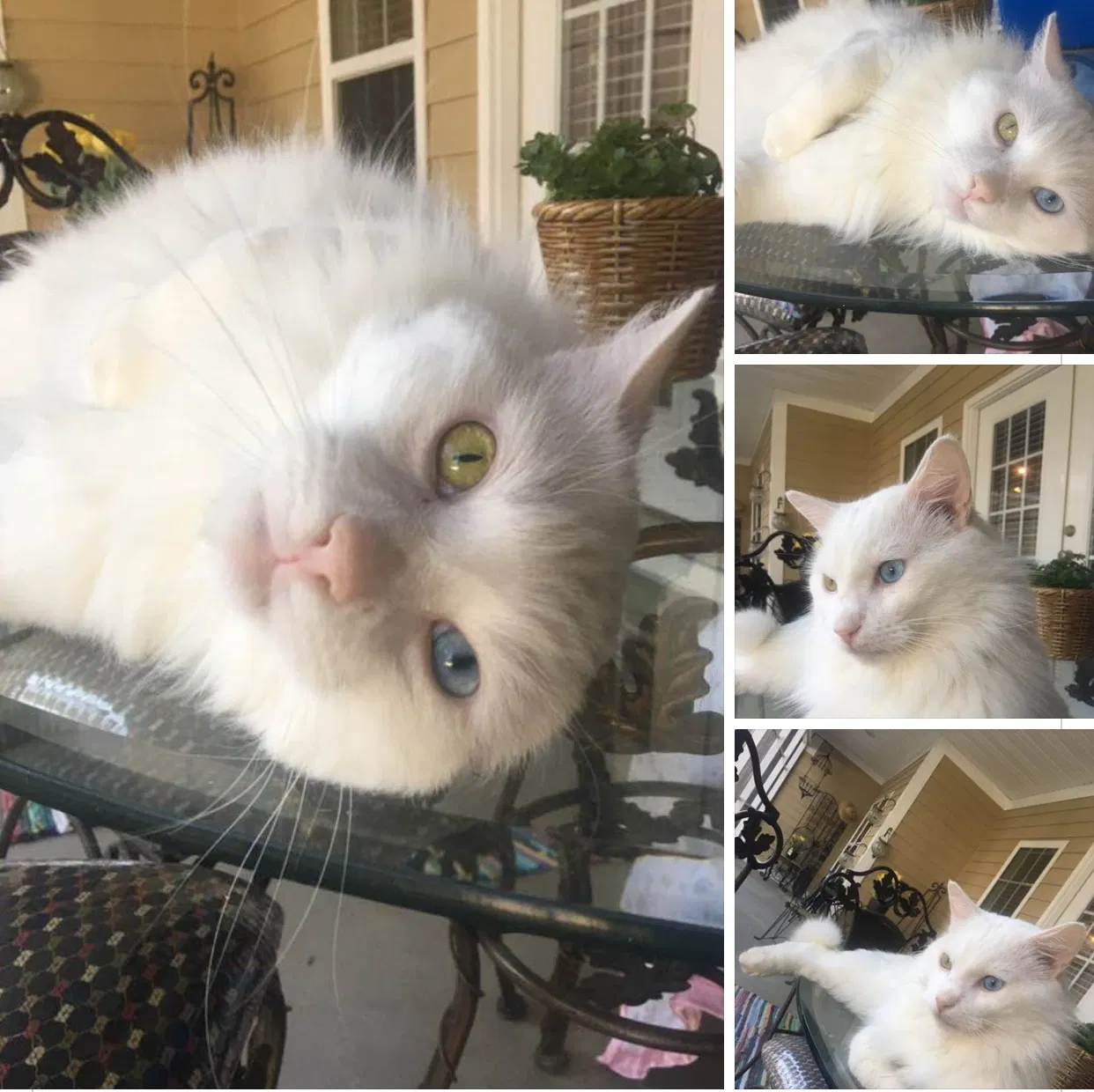 Lost cat in Sparta, TN, 38583