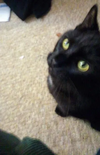 Lost cat in Richmond, VA, 23225