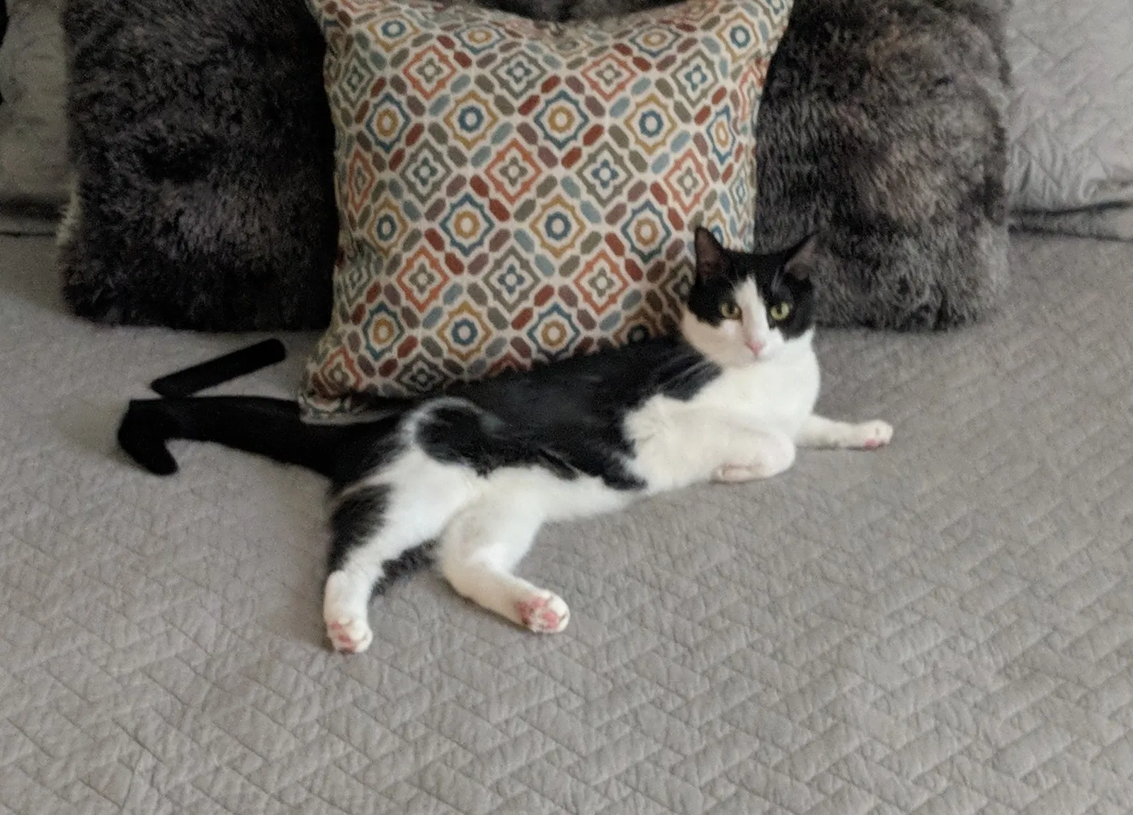Lost cat in Savannah, GA, 31410