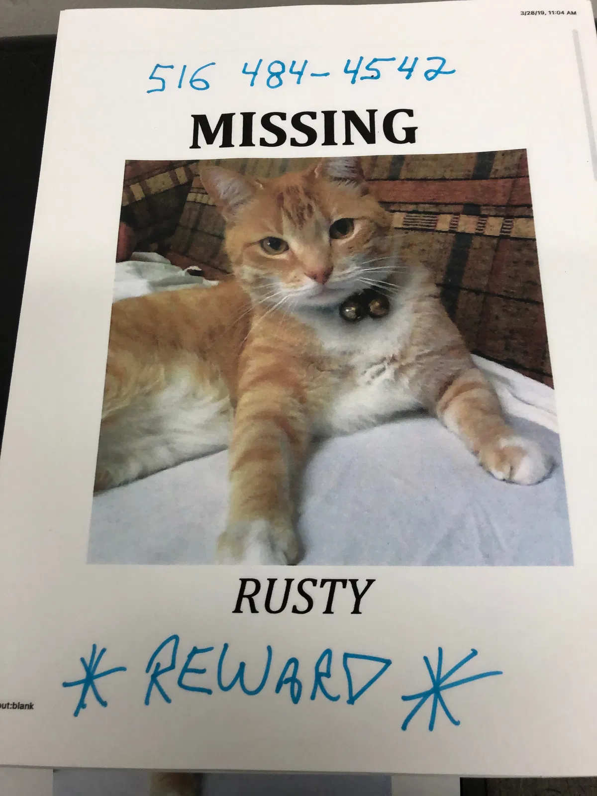 Lost cat in Roslyn, NY, 11576