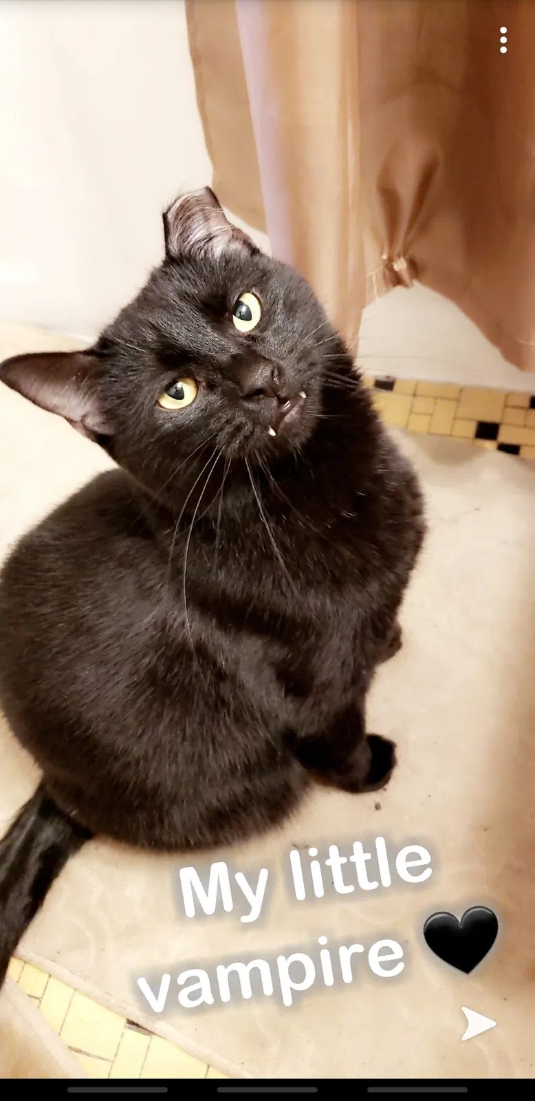 Lost cat in Englewood, CO, 80111