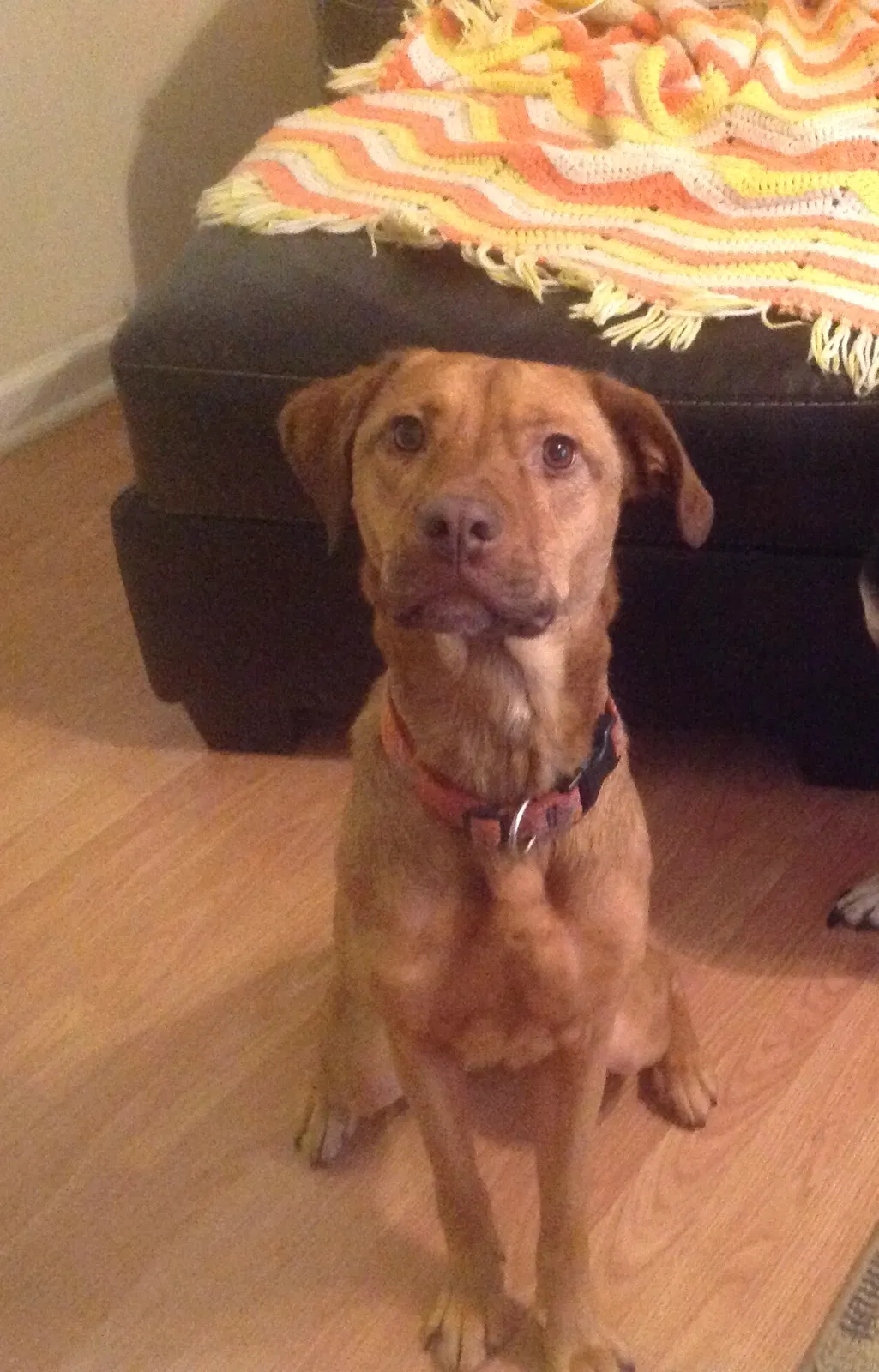 Lost dog in Cullman, AL, 35058