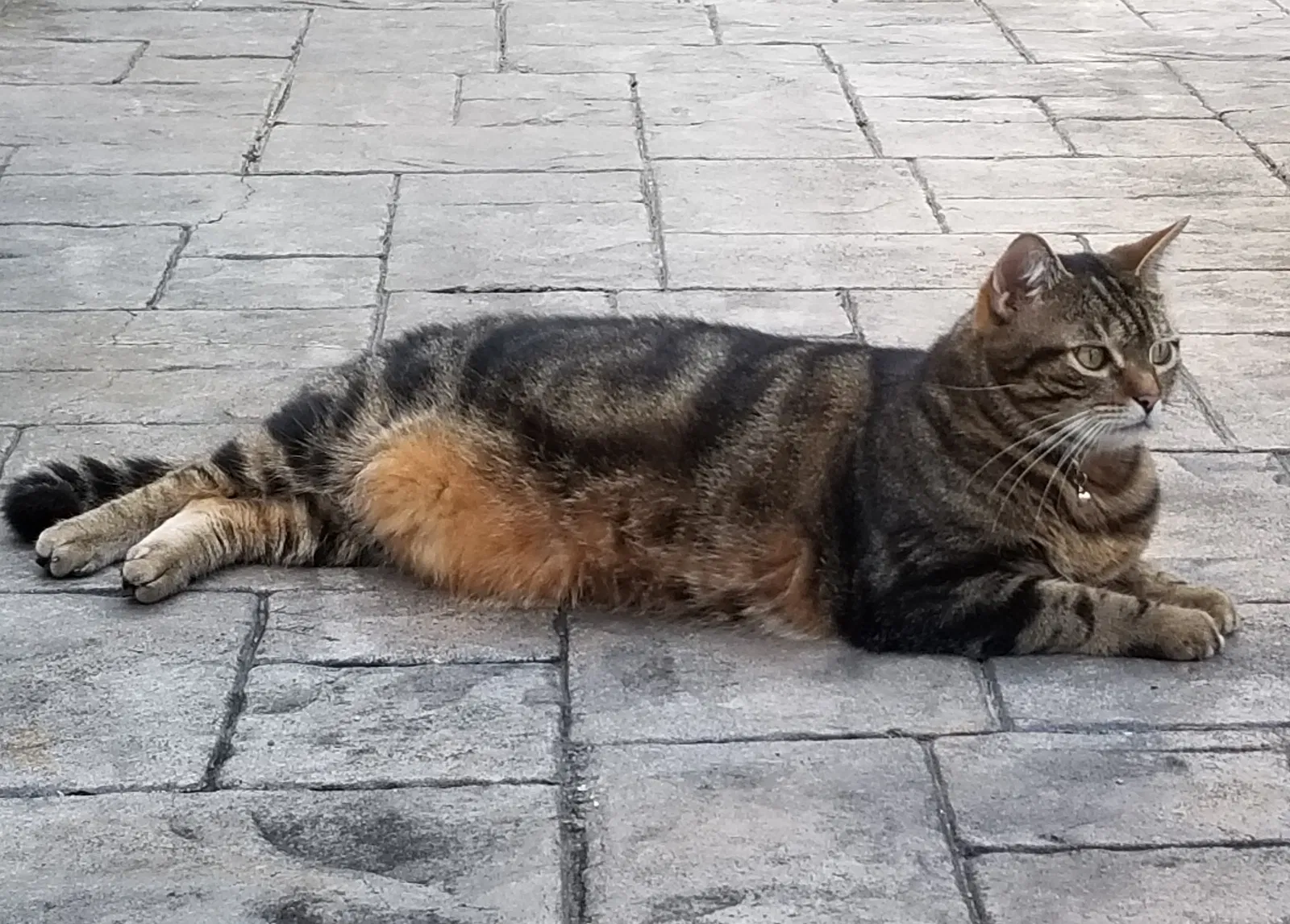Lost cat in New Orleans, LA, 70123