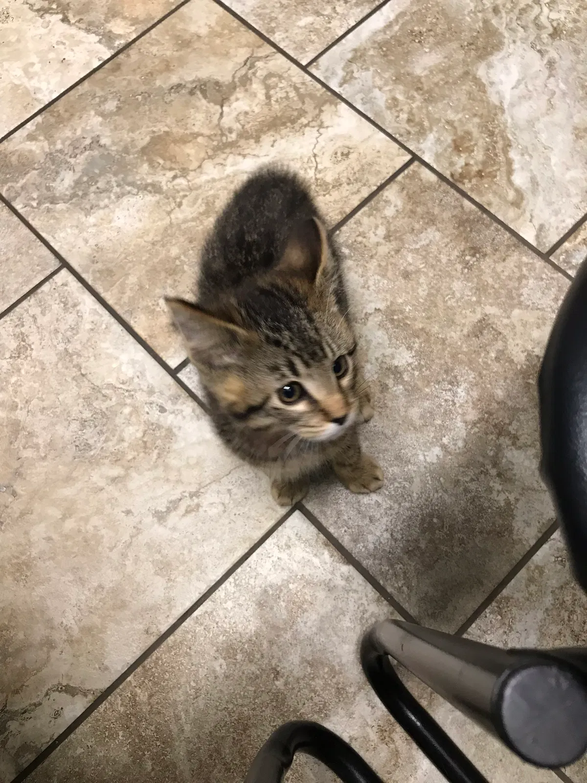 Lost cat in Andover, MN, 55304