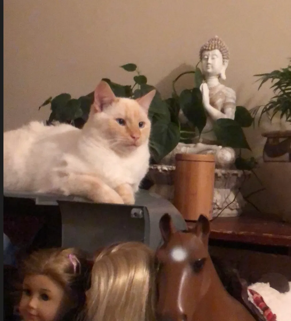 Lost cat in Asheville, NC, 28804