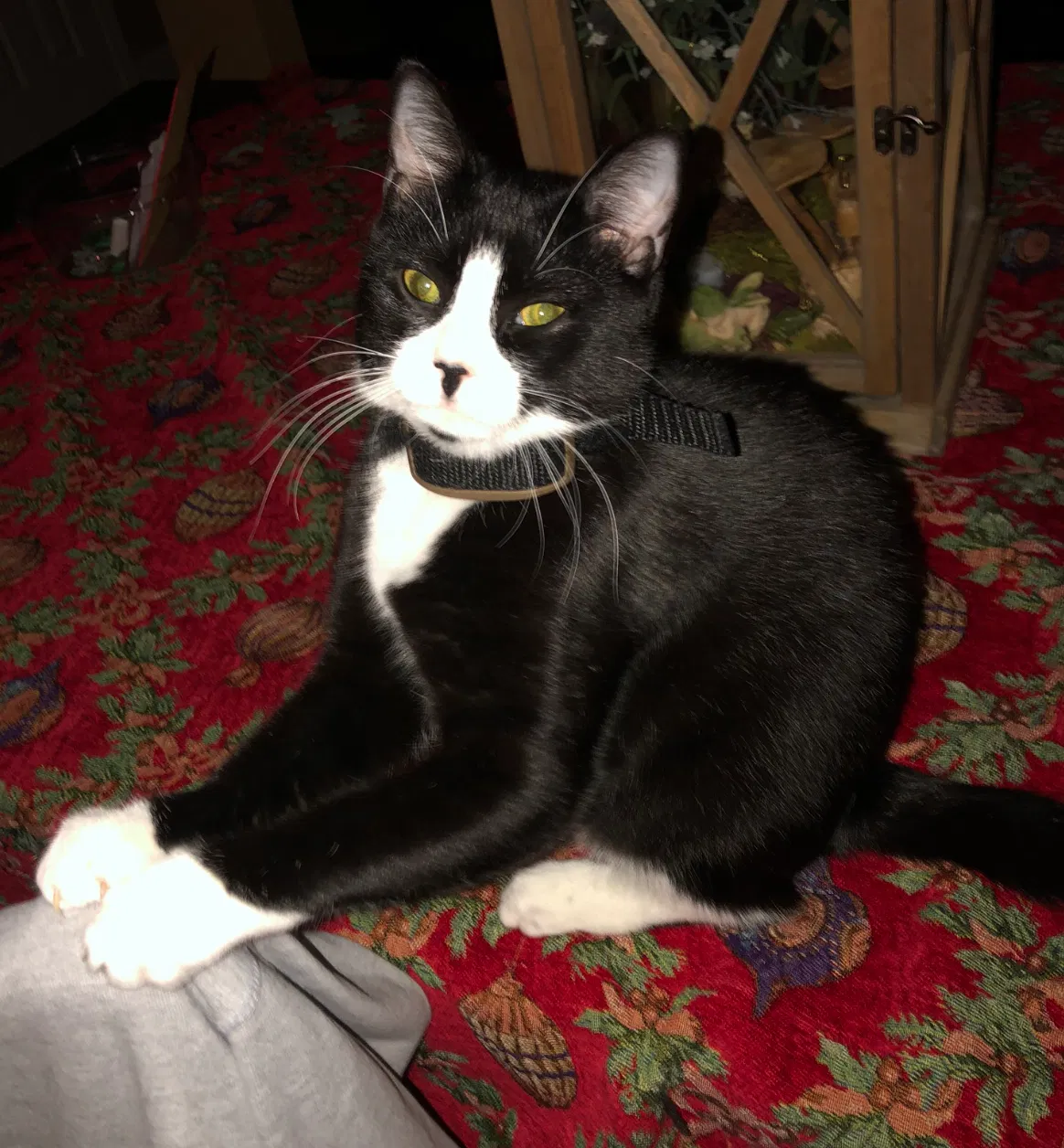 Lost cat in Athens, GA, 30605