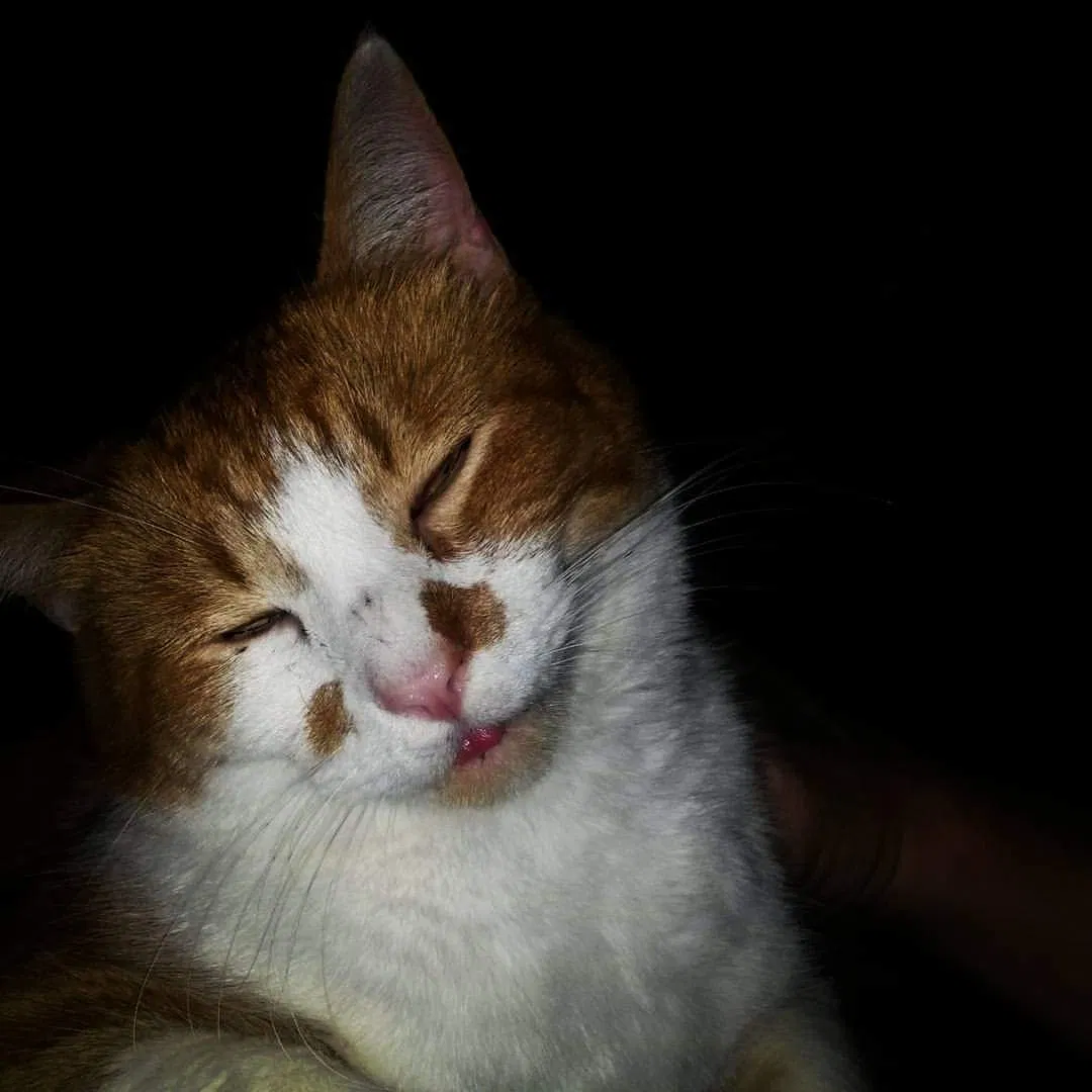 Lost cat in Bloomington, IN, 47408
