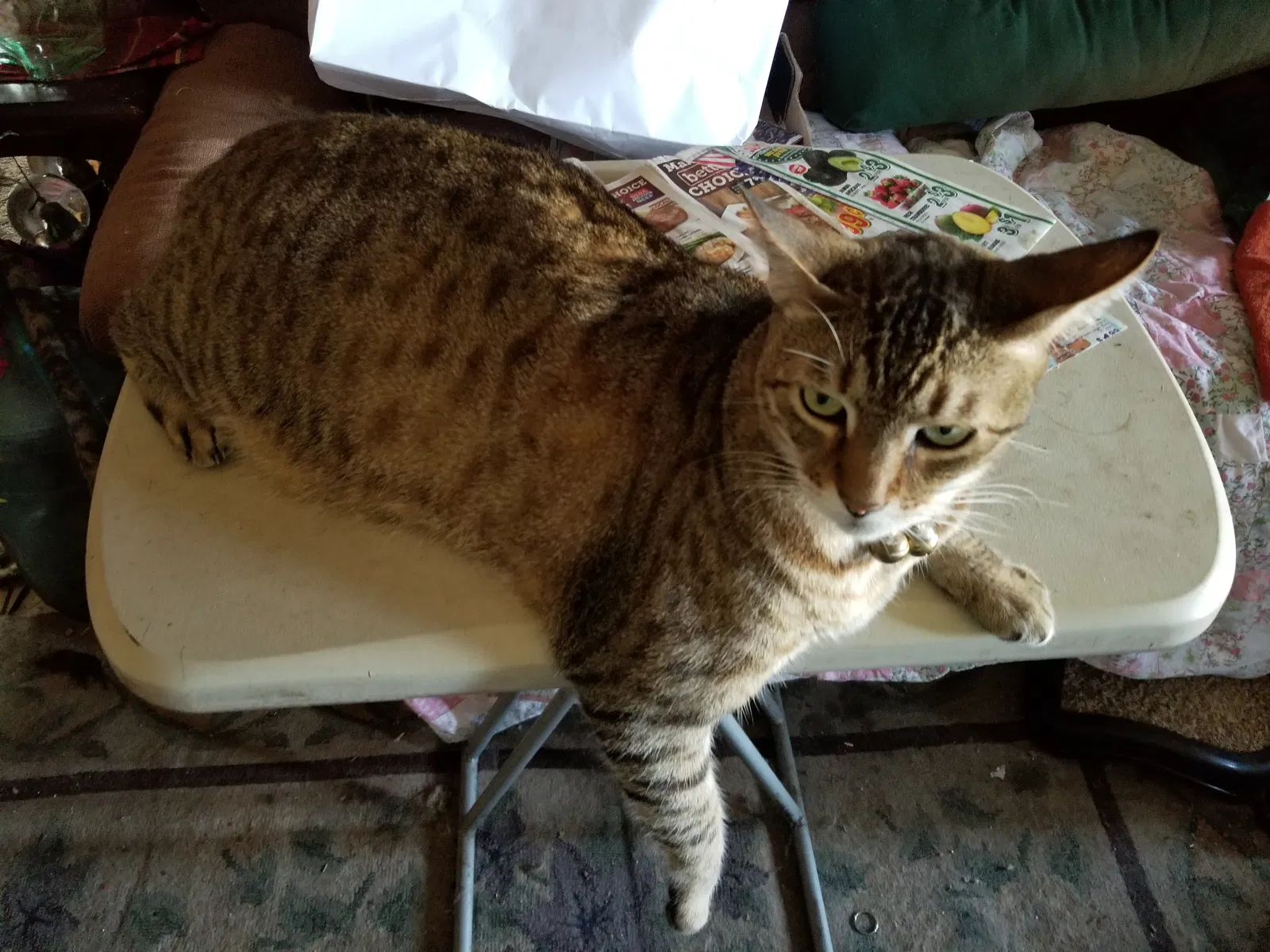 Lost cat in Anaheim, CA, 92801