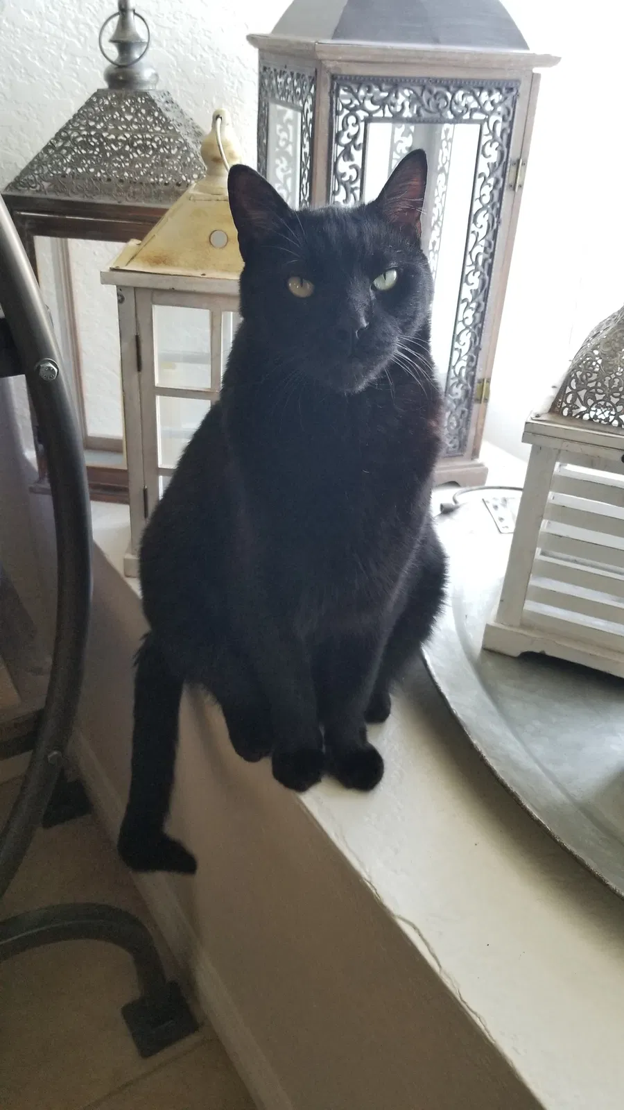 Lost cat in Orange, CA, 92866