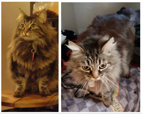 Lost cat in Westminster, CA, 92683