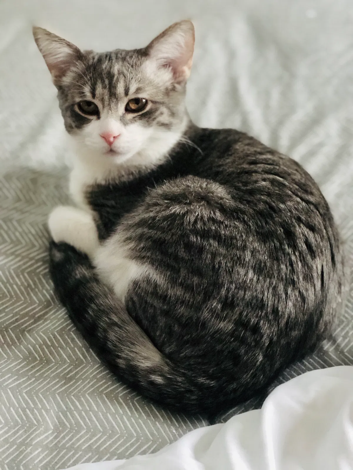 Lost cat in Aurora, CO, 80012