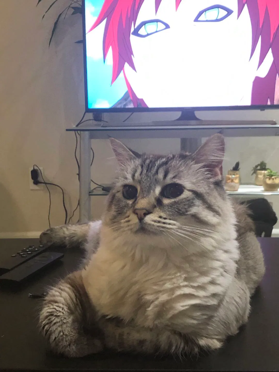 Lost cat in Hayward, CA, 94541