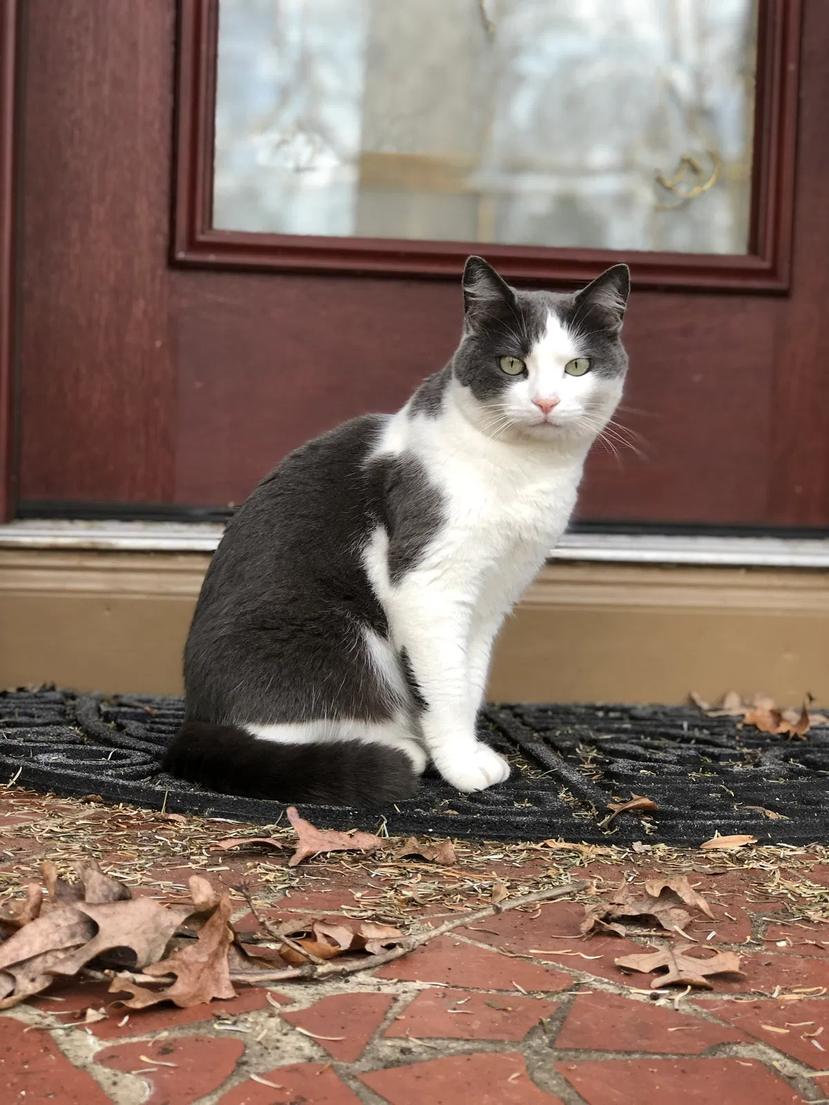 Lost cat in Charlotte, NC, 28211