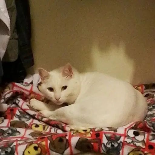 Lost cat in Tucson, AZ, 85730