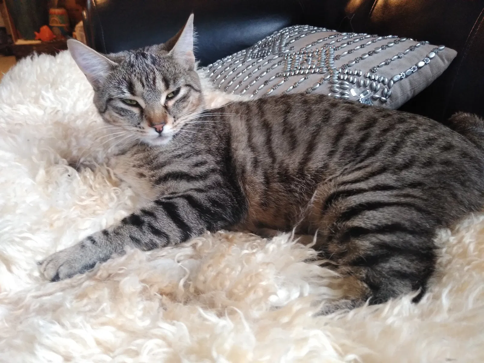 Lost cat in Port Orchard, WA, 98366