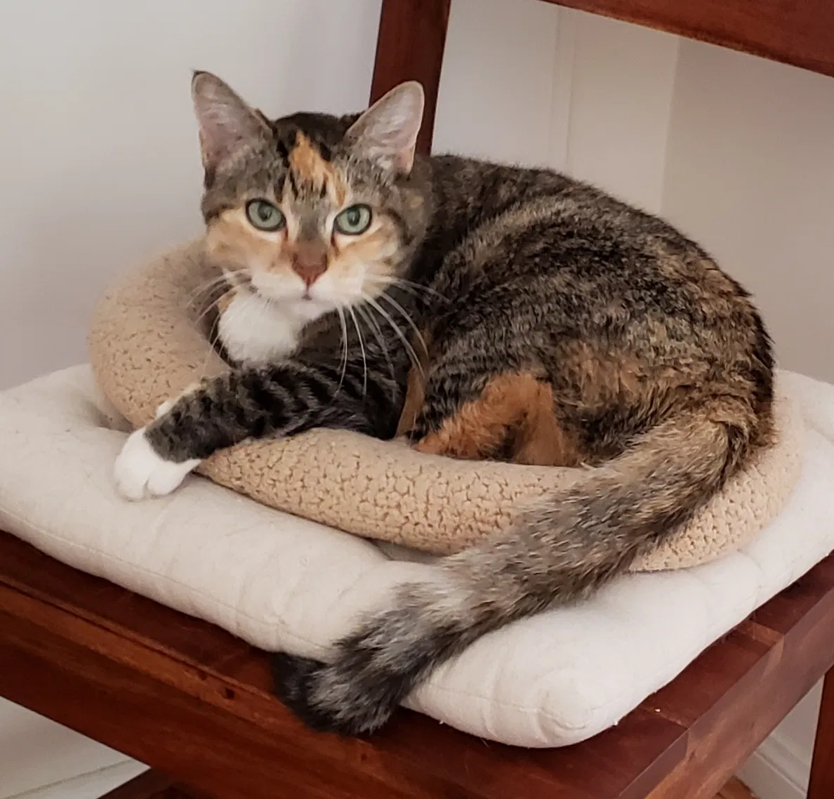 Lost cat in Los Angeles, CA, 90027