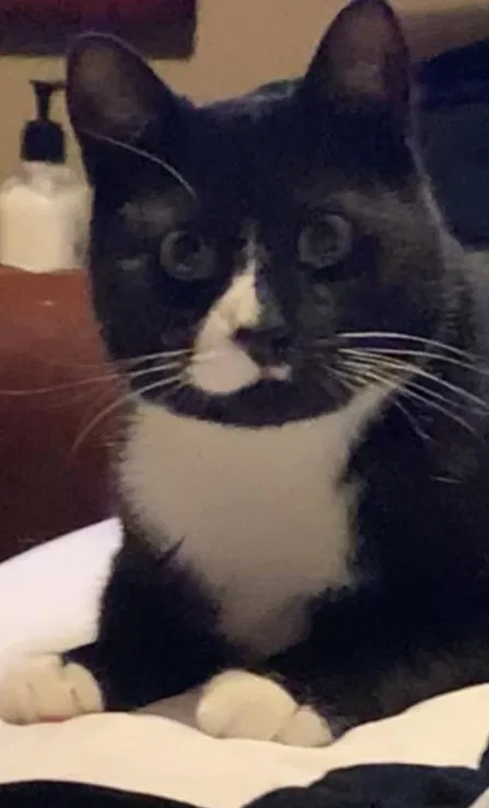 Lost cat in Fargo, ND, 58103