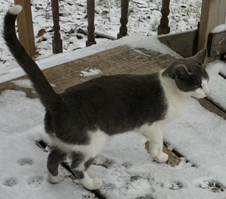 Lost cat in Valley City, ND, 58072