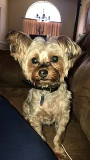 Lost dog in Snellville, GA, 30039