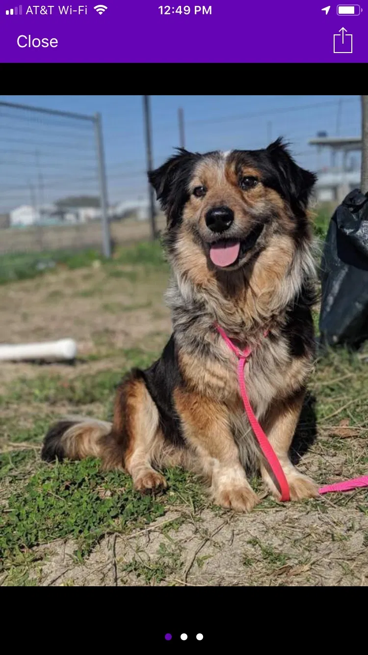 Lost dog in New Braunfels, TX, 78132