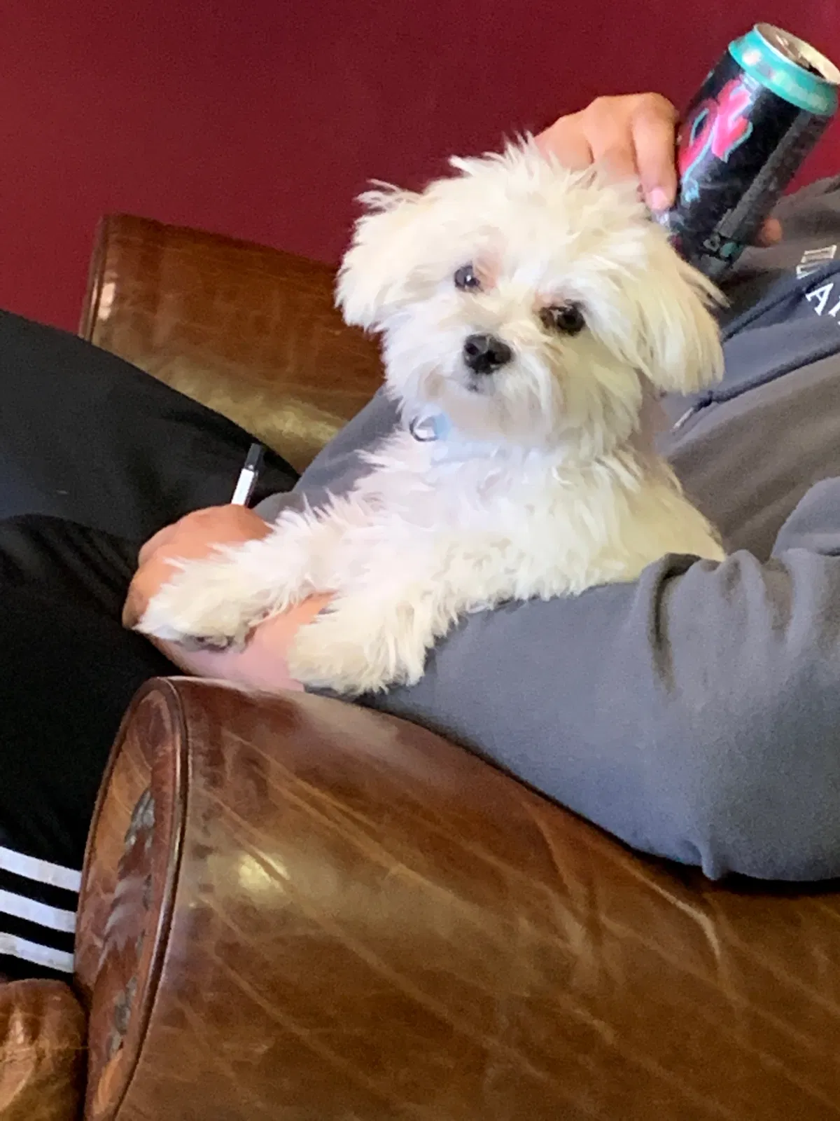 Lost dog in Jacksonville, NC, 28540