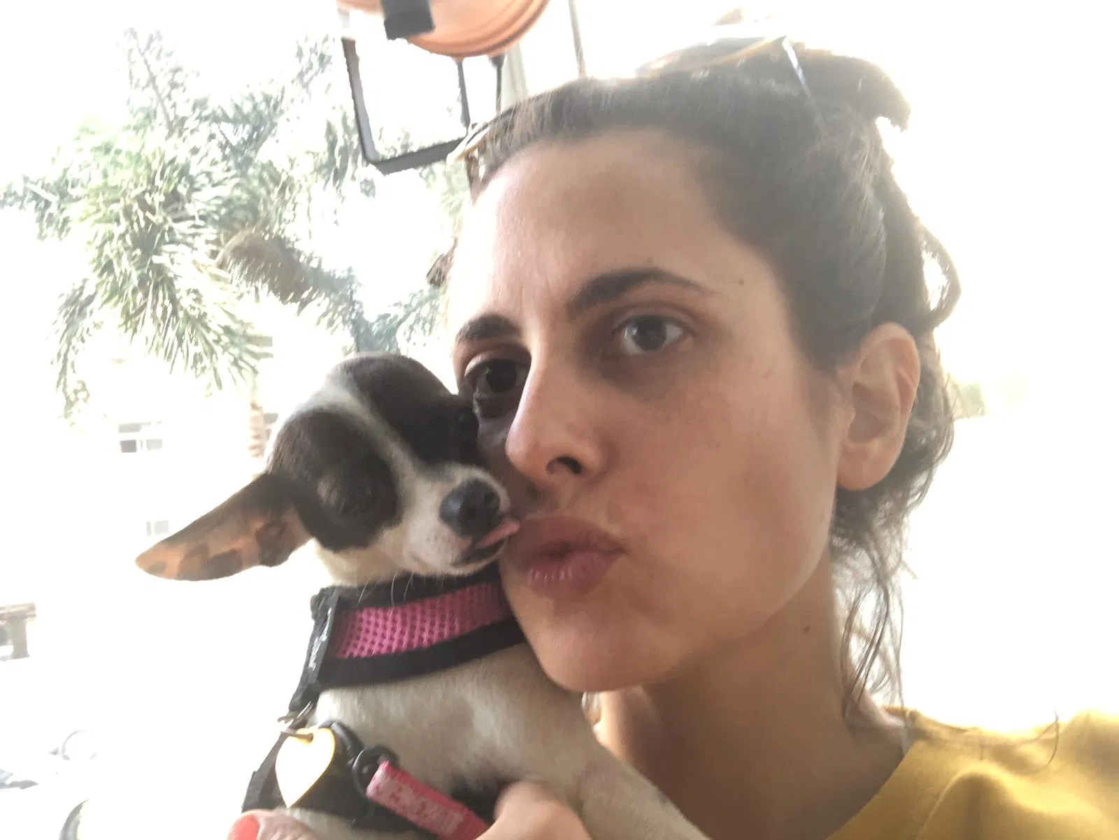Lost dog in Miami, FL, 33137