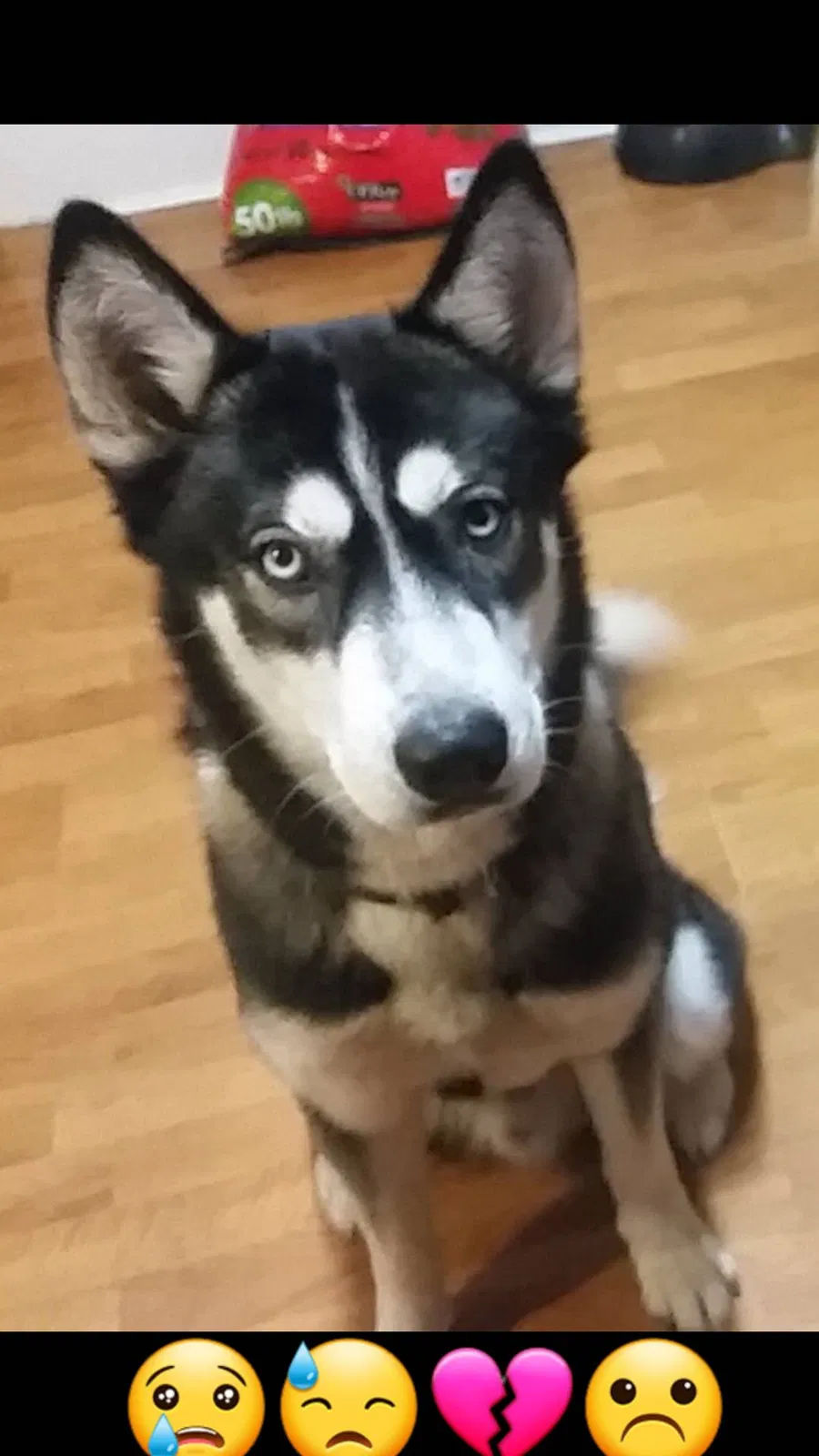 Lost dog in Bryan, TX, 77803