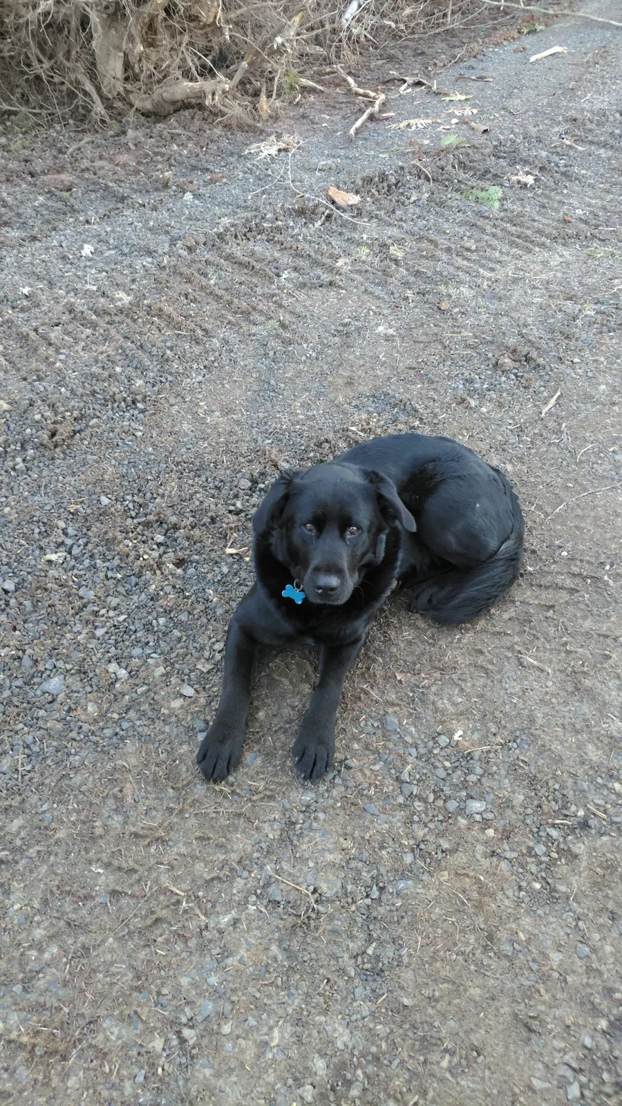 Lost dog in Banks, OR, 97106