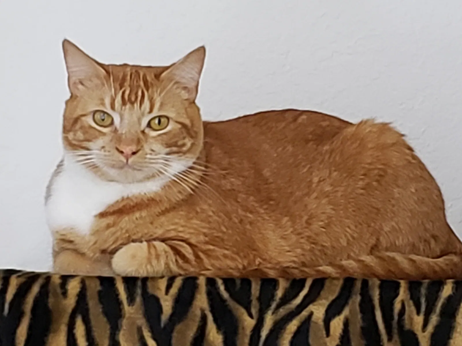 Lost cat in San Pedro, CA, 90731