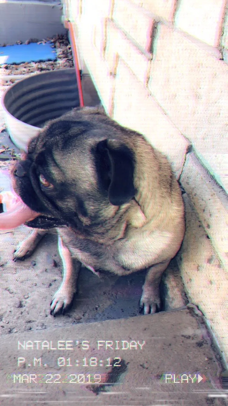 Lost dog in Topeka, KS, 66611