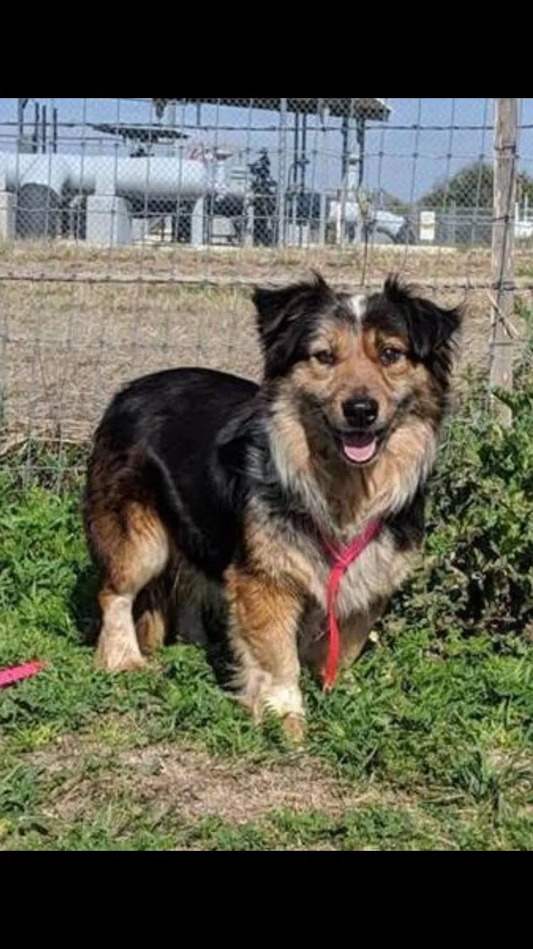 Lost dog in New Braunfels, TX, 78132
