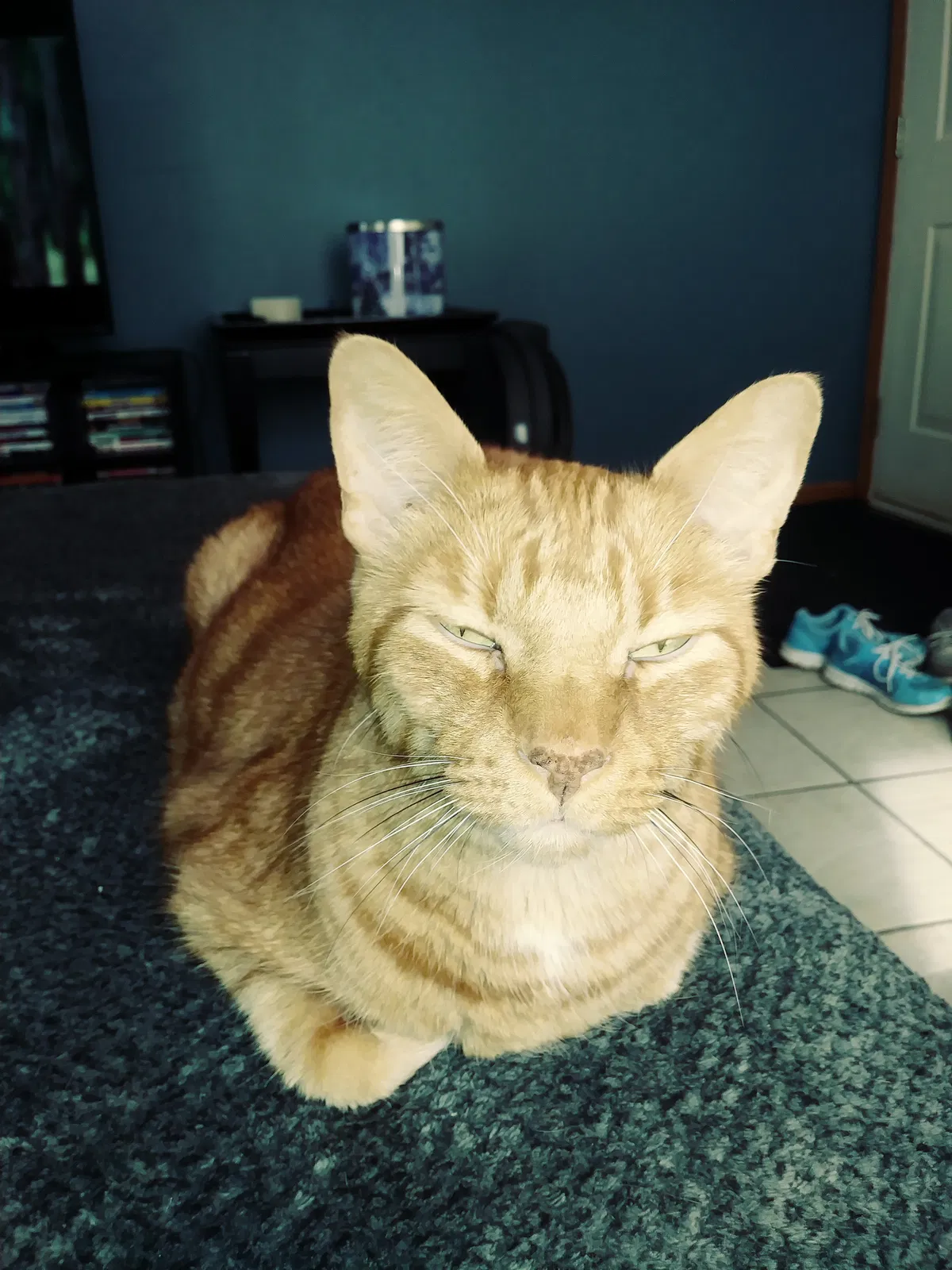 Lost cat in Romeoville, IL, 60446