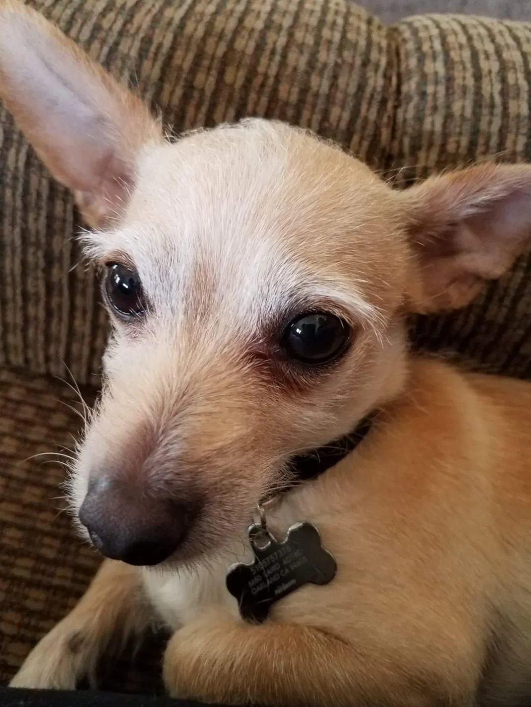 Lost dog in Stockton, CA, 95205