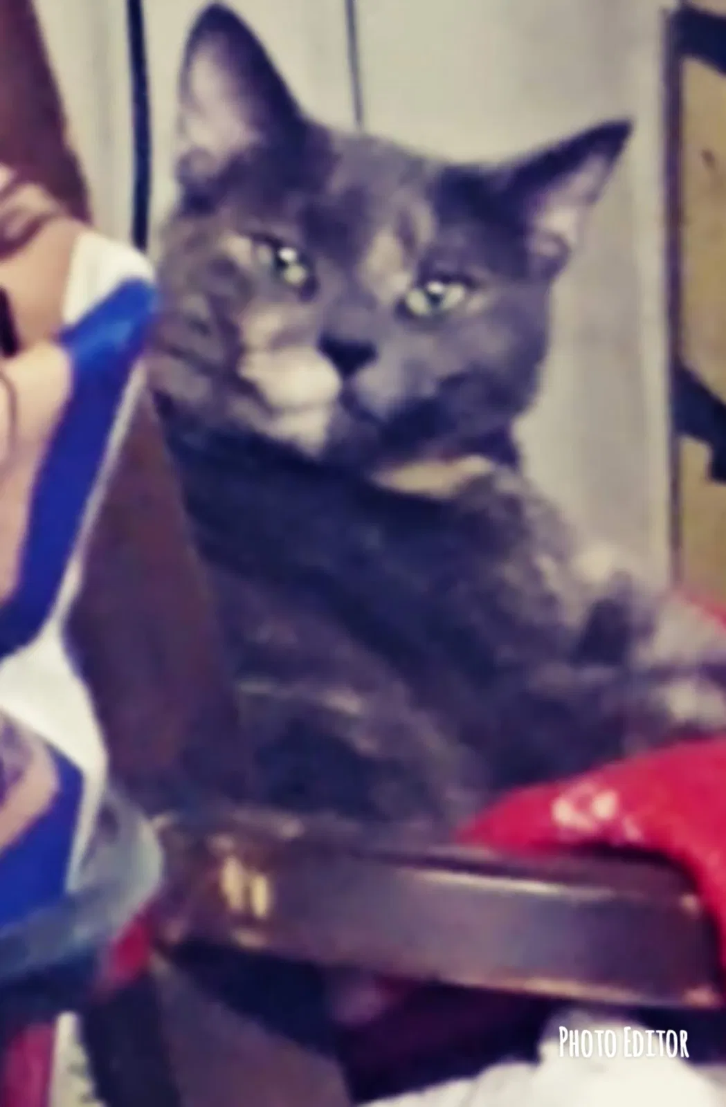 Lost cat in Fullerton, CA, 92833