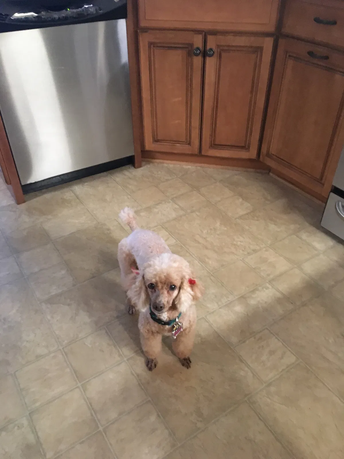 Lost dog in Advance, NC, 27006