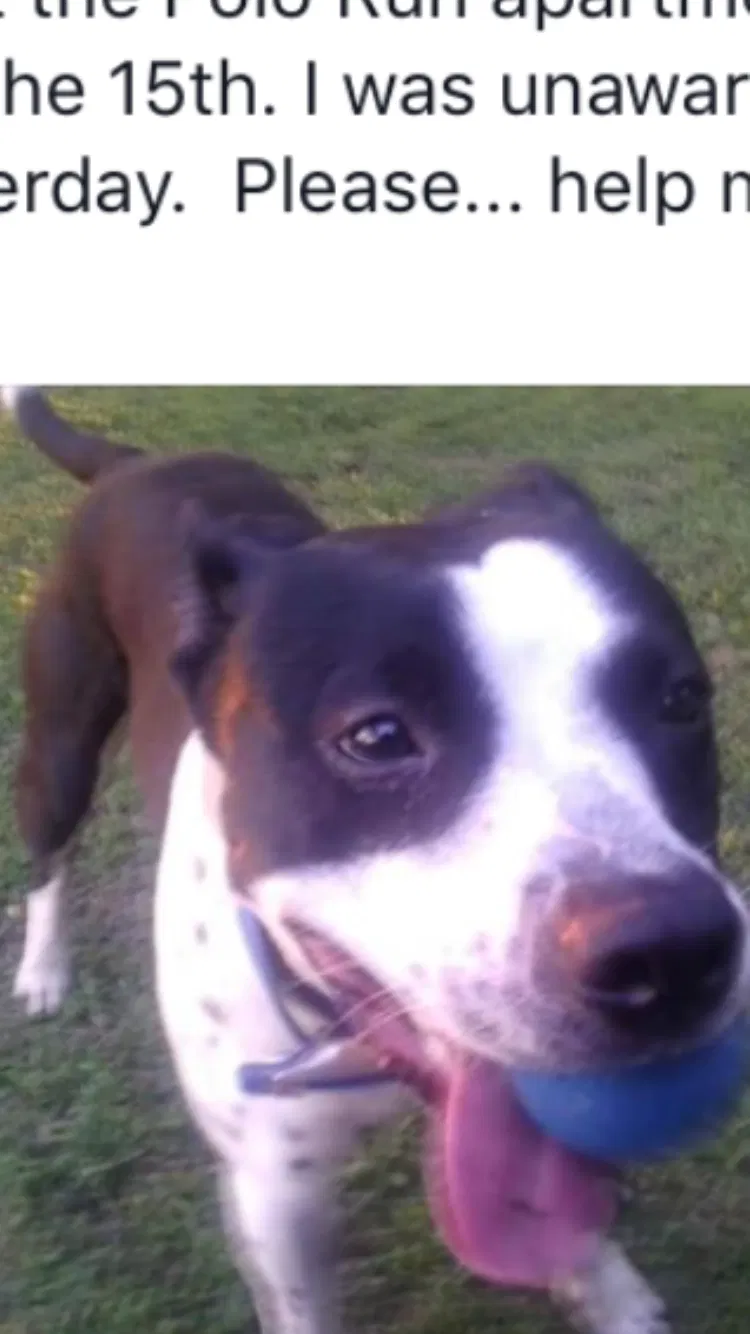 Lost dog in Tulsa, OK, 74133