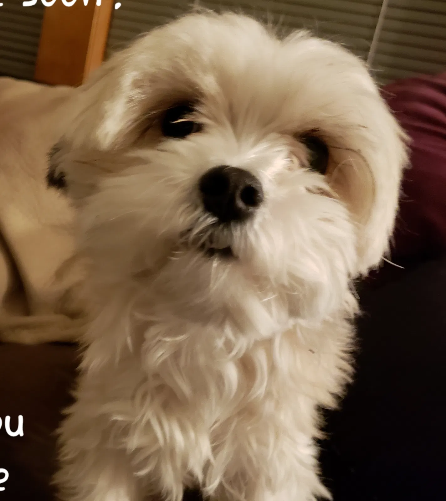 Lost dog in University Place, WA, 98467