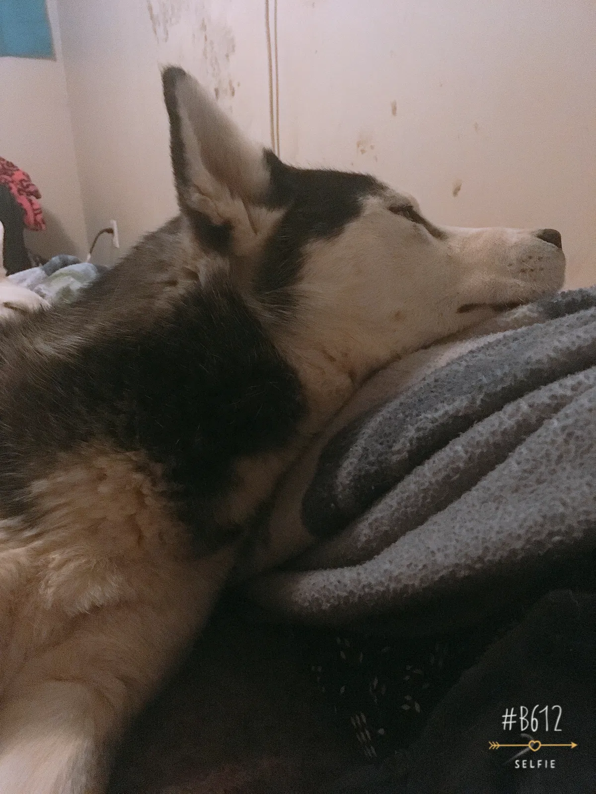 Lost dog in Louisville, KY, 40219