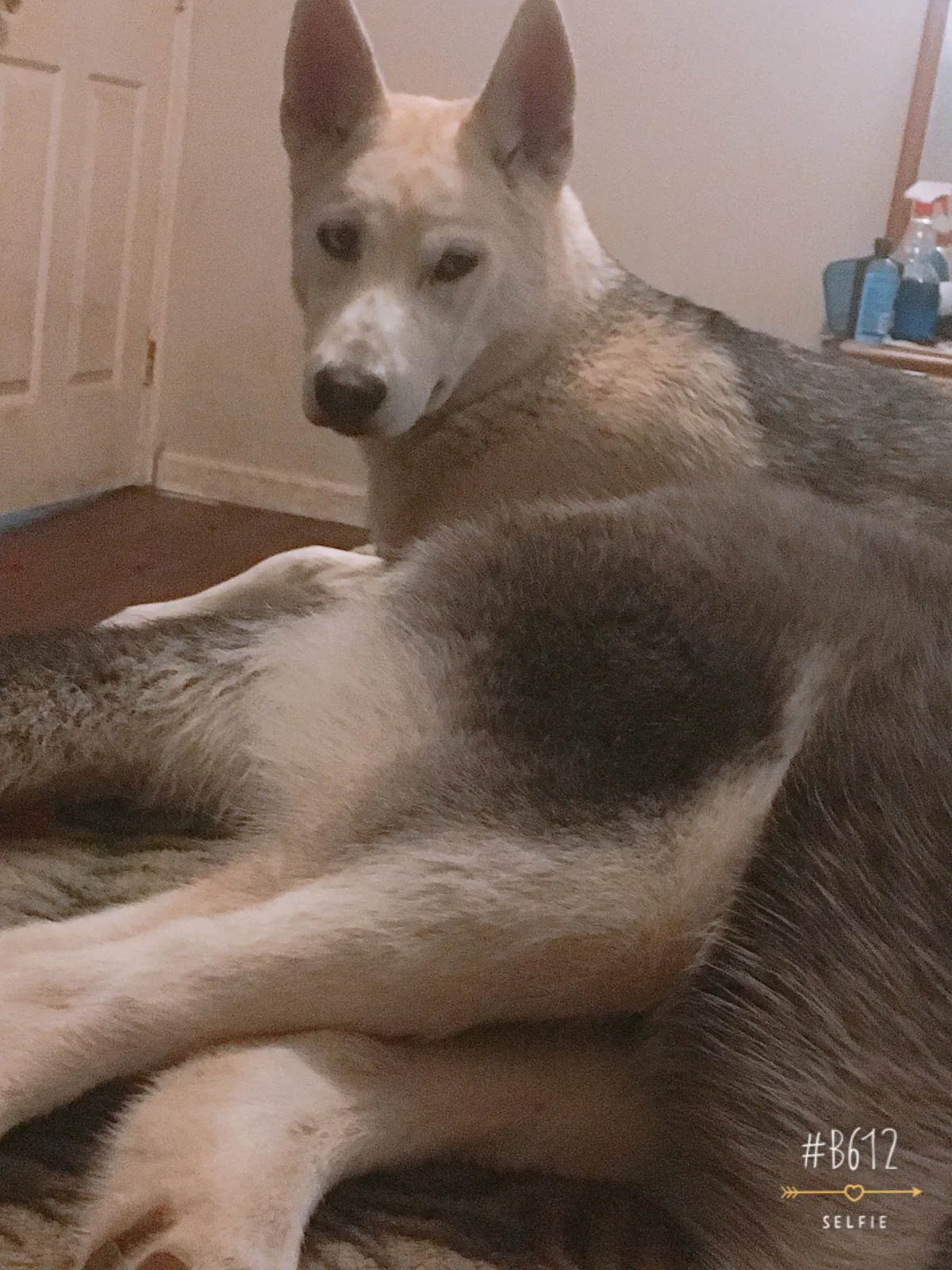 Lost dog in Louisville, KY, 40219