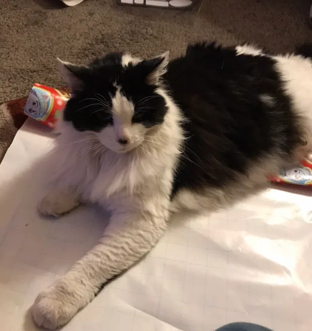 Lost cat in Stockton, CA, 95204