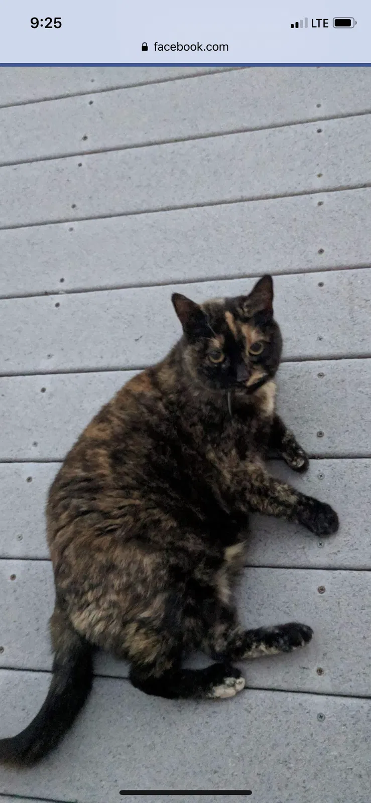 Lost cat in Bennett, CO, 80102