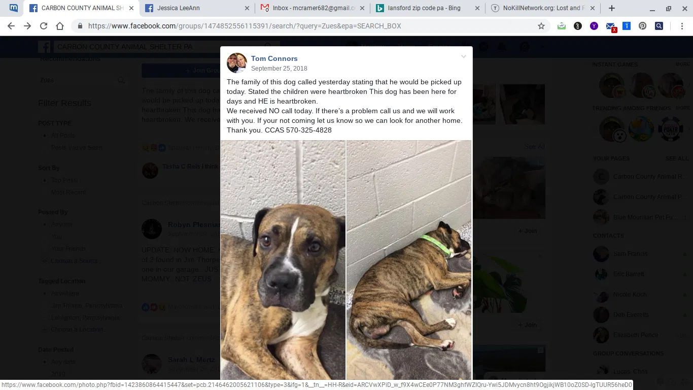 Lost dog in Lansford, PA, 18232