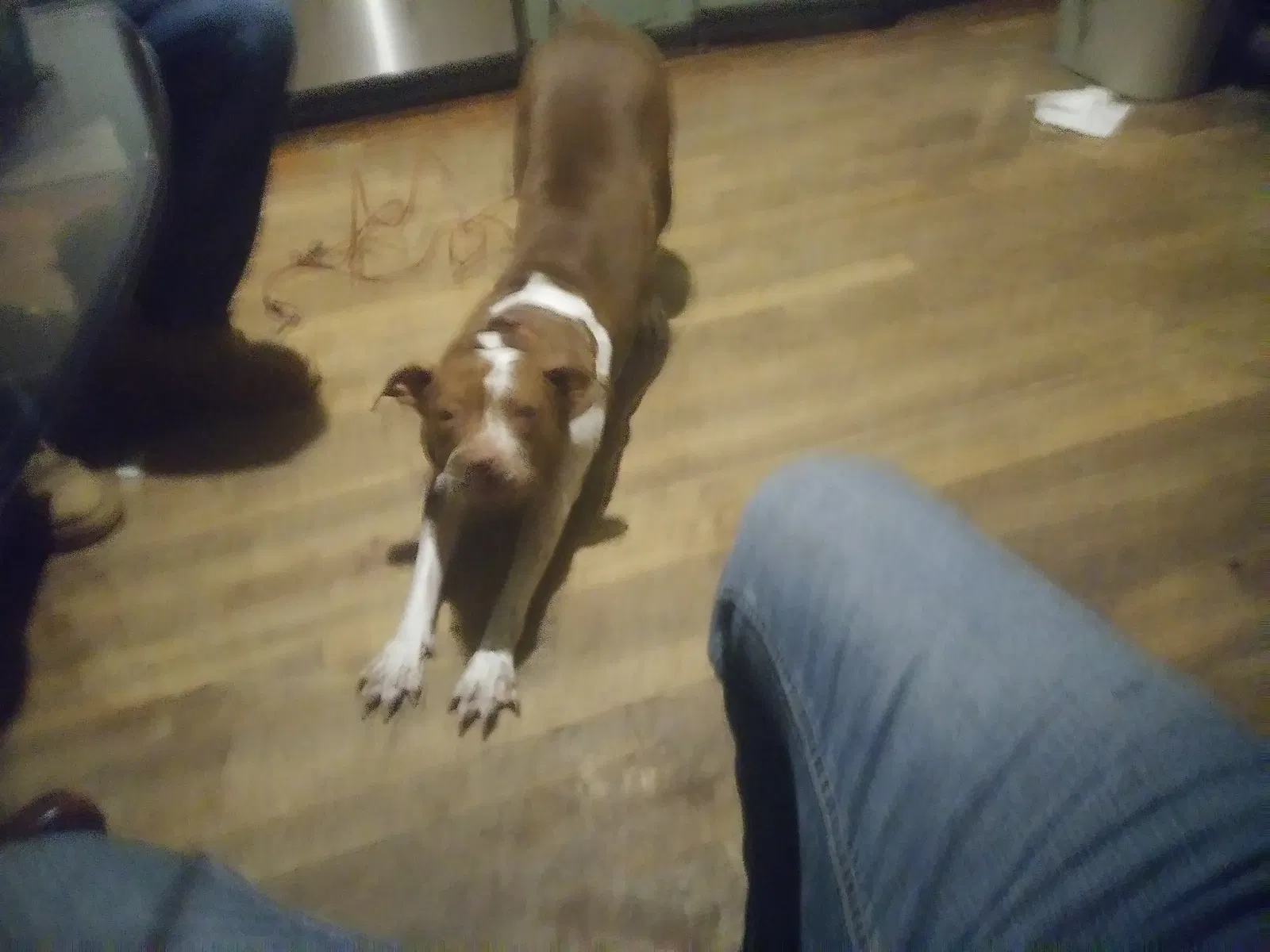Lost dog in Charlotte, NC, 28212