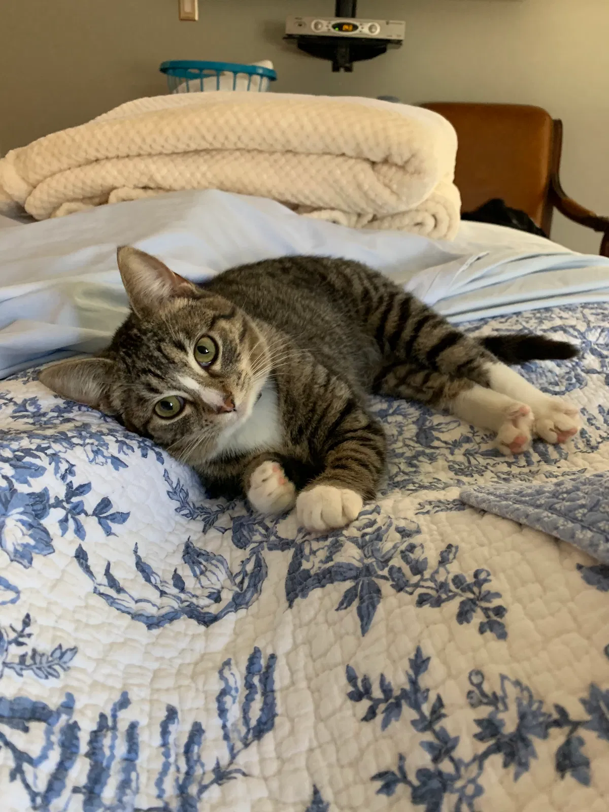 Lost cat in Fort Washington, MD, 20744