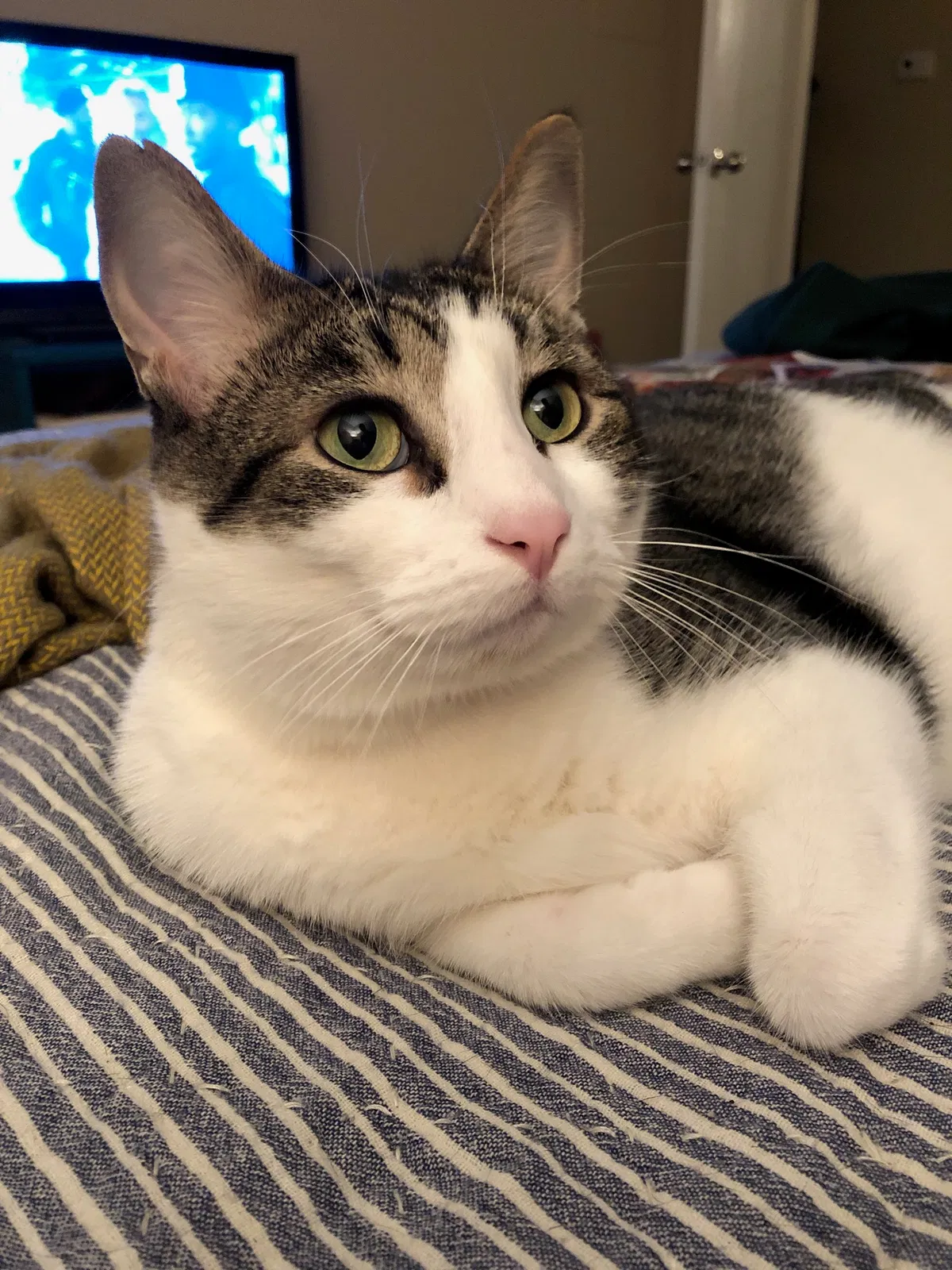 Lost cat in Denton, TX, 76205