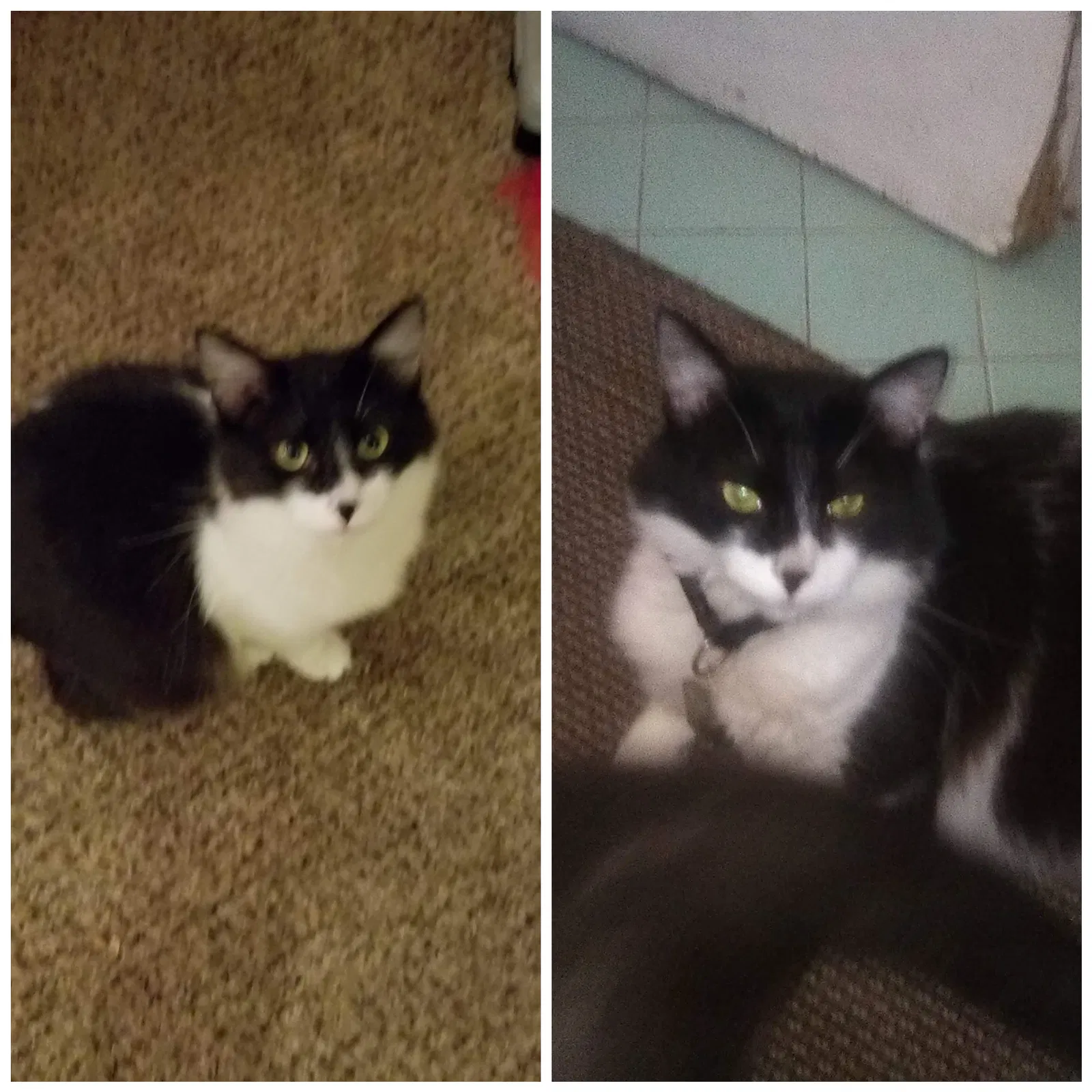 Lost cat in Fresno, CA, 93706