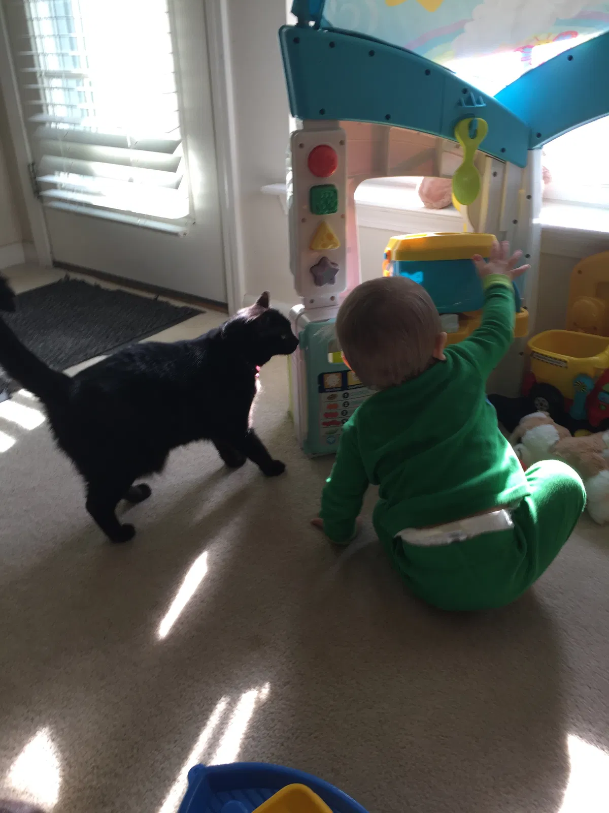 Lost cat in Unknown, NC, 2810
