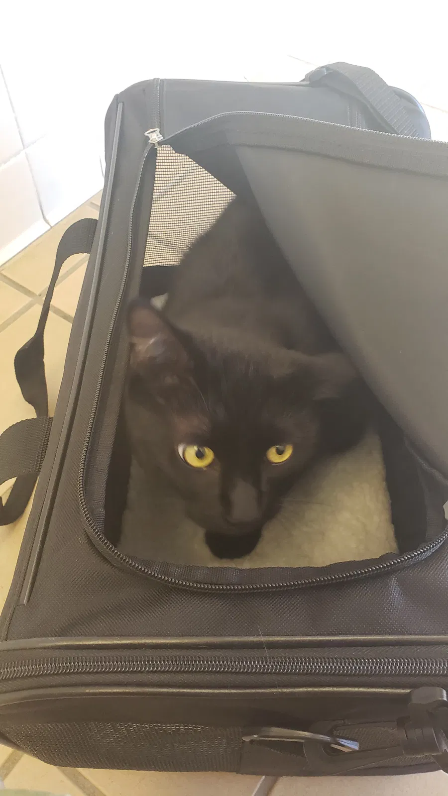 Lost cat in Converse, TX, 78109
