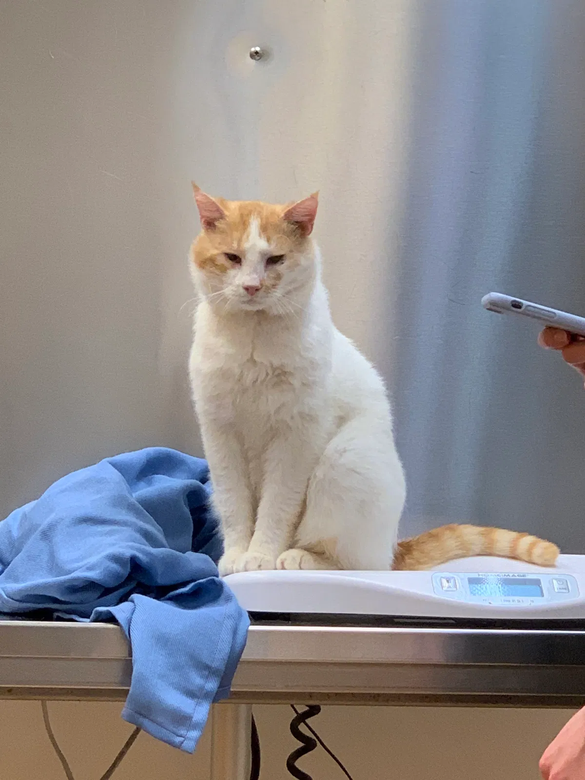Lost cat in Elverson, PA, 19520